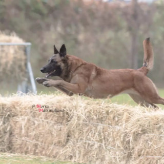 Al via da oggi a Borgo San Dalmazzo il Campionato del Mondo FCI di Mondioring 2025