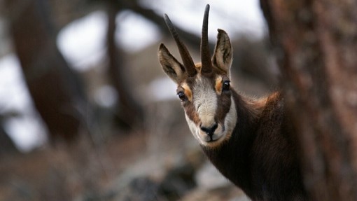 Abbatte camoscio all'interno delle Aree Protette delle Alpi Marittime: cacciatore denunciato dai guardiaparco