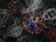 Hantavirus: cosa sapere e come proteggersi, dall’Iss le risposte alle domande più frequenti