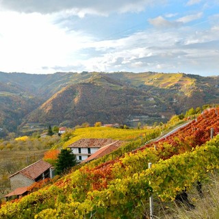 Dai sorì delle Langhe alla bottiglia: la filiera corta di Terrenostre