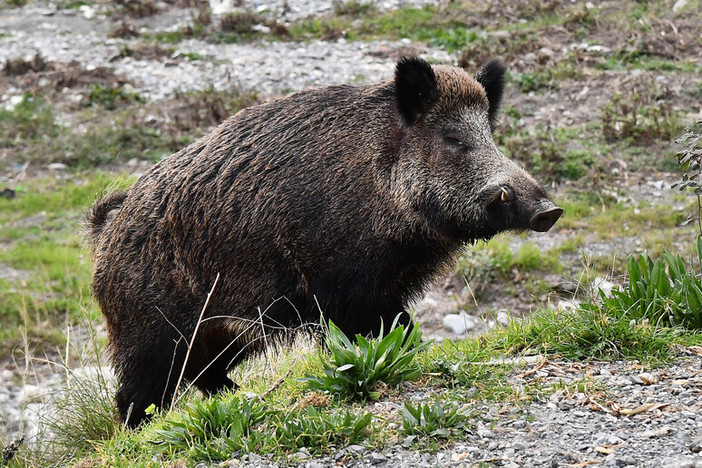 A Cravanzana il primo caso di peste suina africana in provincia di Cuneo: il virus entra in Alta Langa