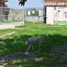 Ad Alba disponibile il bando per la gestione del canile municipale: il Comune avvia la coprogettazione con il terzo settore