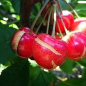 In un mese l'acqua di sei e le ciliegie fanno &quot;crack…ing”: primi danni sulla frutta per la troppa pioggia [FOTO]