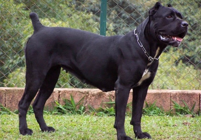A Carrù torna il corso di formazione per i proprietari di cani A Carrù torna il corso di formazione per i proprietari di cani