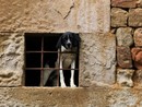 In Piemonte nasce il Daspo cinofilo: uno strumento per difendere gli animali In Piemonte nasce il Daspo cinofilo: uno strumento per difendere gli animali