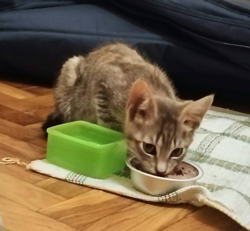 Patty, tenerissima gattina, cerca urgentemente casa