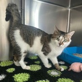 Gatto smarrito a Piobesi d’Alba: appello per ritrovare Dusan Gatto smarrito a Piobesi d’Alba: appello per ritrovare Dusan