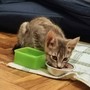 Patty, tenerissima gattina, cerca urgentemente casa