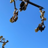 Cuneo, torna il freddo e la frutticoltura trema: allarme Coldiretti per le primizie di primavera Cuneo, torna il freddo e la frutticoltura trema: allarme Coldiretti per le primizie di primavera