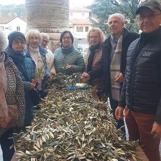 Volontari del Santuario a Bra, che preparano rami di ulivo