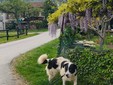 Il cane Macchia