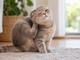 Come capire se il gatto ha le pulci e cosa fare per eliminarle