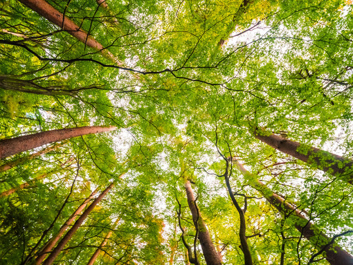 Report Foreste: la provincia di Cuneo si conferma il "polmone" del Piemonte, ma la pianura resta senza alberi Report Foreste: la provincia di Cuneo si conferma il "polmone" del Piemonte, ma la pianura resta senza alberi