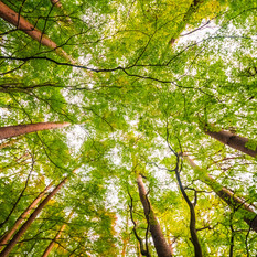 Report Foreste: la provincia di Cuneo si conferma il "polmone" del Piemonte, ma la pianura resta senza alberi Report Foreste: la provincia di Cuneo si conferma il "polmone" del Piemonte, ma la pianura resta senza alberi
