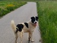 Il cane Macchia