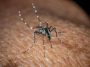 West Nile, Bassetti: "Non è finita, avremo casi fino a ottobre" West Nile, Bassetti: "Non è finita, avremo casi fino a ottobre"