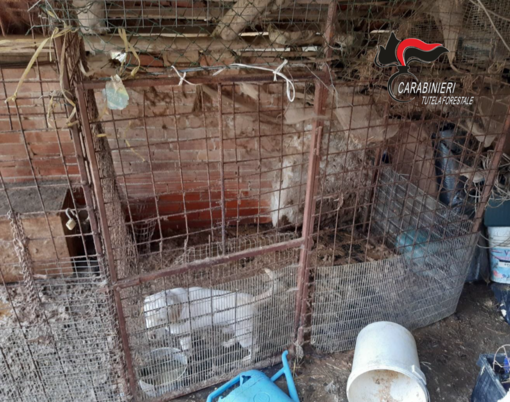 Cani costretti a vivere nelle loro deiezioni: intervengono i Carabinieri Forestali