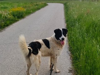 Il cane Macchia