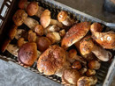 Funghi, una stagione incerta e scarsa che ricade sui ristoranti e rivenditori Funghi, una stagione incerta e scarsa che ricade sui ristoranti e rivenditori