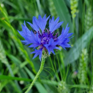 La magia, l'eleganza e il blu del Fiordaliso che regala bellezza alle campagne e agli occhi