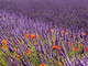"Il colore del profumo - La Lavanda": ad Albaretto della Torre la mostra fotografica di Enzo Massa "Il colore del profumo - La Lavanda": ad Albaretto della Torre la mostra fotografica di Enzo Massa