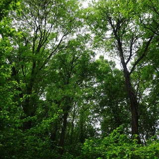 Giornata internazionale delle foreste: perché è una ricorrenza da celebrare Giornata internazionale delle foreste: perché è una ricorrenza da celebrare
