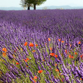 "Il colore del profumo - La Lavanda": ad Albaretto della Torre la mostra fotografica di Enzo Massa "Il colore del profumo - La Lavanda": ad Albaretto della Torre la mostra fotografica di Enzo Massa