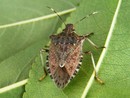 Cimice asiatica