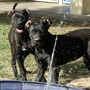 Seta e Malva, due cagnolone del canile di Pollenzo