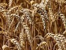 Frumento tenero piemontese contro le importazioni selvagge: nasce il progetto Gran Piemonte Frumento tenero piemontese contro le importazioni selvagge: nasce il progetto Gran Piemonte