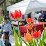 Domenica delle Palme tra fiori, mercatini ed eventi per famiglie in tutta la provincia di Cuneo Domenica delle Palme tra fiori, mercatini ed eventi per famiglie in tutta la provincia di Cuneo
