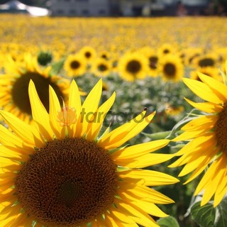 Boom di visite al Labirinto di Girasoli a Farigliano: ora tocca alla fioritura nei campi