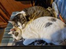 8 agosto Giornata del gatto 8 agosto Giornata del gatto