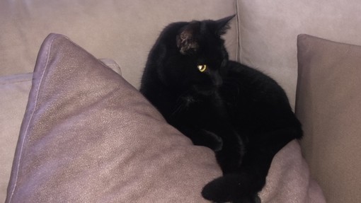 Trovata gatta nera a Manta in via Galimberti, si cerca proprietario