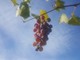 Ufficializzati dalla Consulta Camerale il prezzi per l'annata 2023 di uva e nocciole
