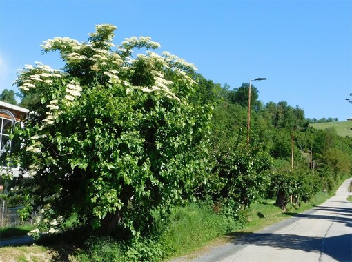 Italia Nostra organizza una conferenza dedicata agli alberi