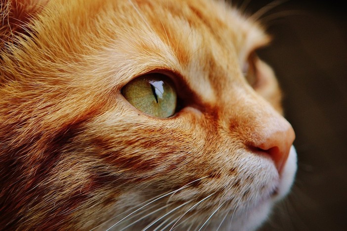 Quel gatto indifeso ferito dal dardo di una balestra: "Chi sa qualcosa, parli" Quel gatto indifeso ferito dal dardo di una balestra: "Chi sa qualcosa, parli"