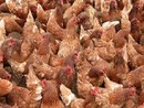 Aviaria, 30mila galline abbattute nel Monferrato. Riboldi rassicura: "Situazione sotto controllo e costantemente monitorata"