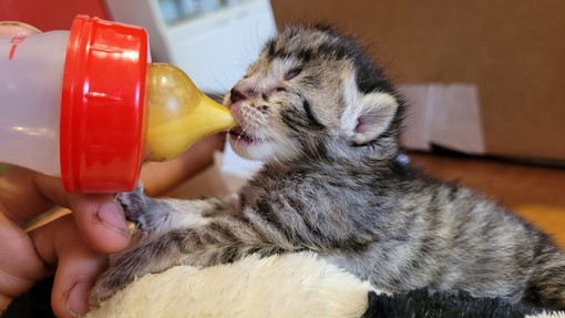 Uno dei gattini allattato con il biberon dalla 'balia' Marianna