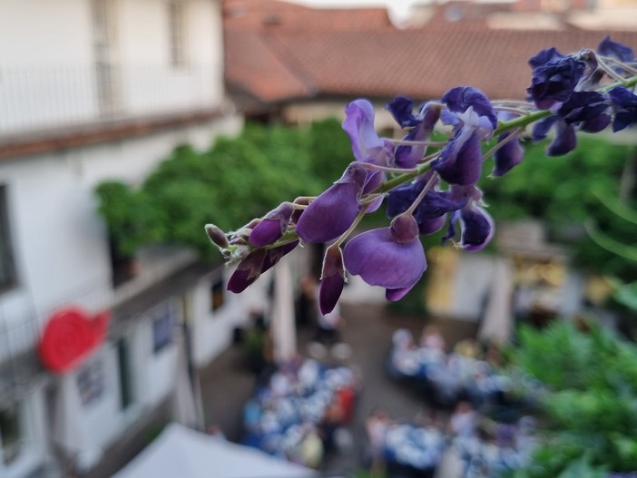 Un glicine in fiore a settembre: perché no? È tempo di glicine… rosso! Un glicine in fiore a settembre: perché no? È tempo di glicine… rosso!