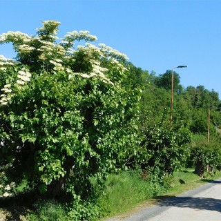 Italia Nostra organizza una conferenza dedicata agli alberi