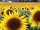 Boom di visite al Labirinto di Girasoli a Farigliano: ora tocca alla fioritura nei campi