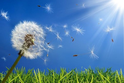 Pollini, la pioggia frena ma non ferma la stagione: in provincia di Cuneo allergie in agguato nelle prossime settimane