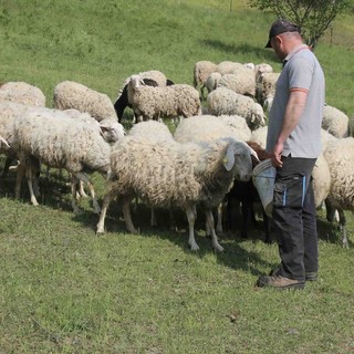 Risarcimenti per predazioni, Chionetti (Cia Cuneo): "Fondi assegnati in base all'ordine di arrivo delle domande, gli allevatori si affrettino"