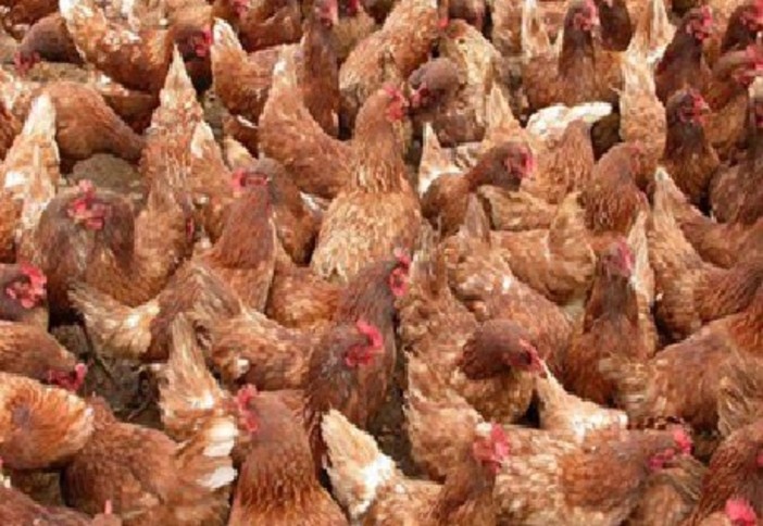 Aviaria, 30mila galline abbattute nel Monferrato. Riboldi rassicura: "Situazione sotto controllo e costantemente monitorata" Aviaria, 30mila galline abbattute nel Monferrato. Riboldi rassicura: "Situazione sotto controllo e costantemente monitorata"