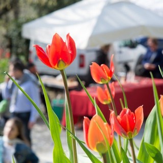 Domenica delle Palme tra fiori, mercatini ed eventi per famiglie in tutta la provincia di Cuneo