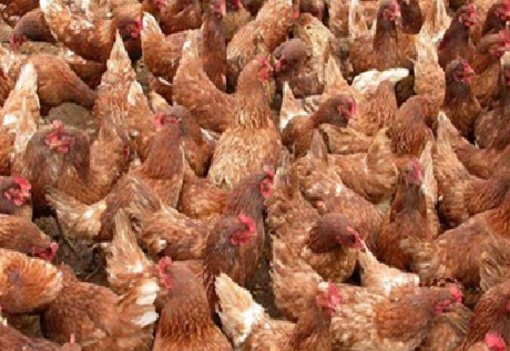Aviaria, 30mila galline abbattute nel Monferrato. Riboldi rassicura: &quot;Situazione sotto controllo e costantemente monitorata&quot;