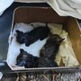 I gattini ritrovati e salvati dai volontari dell'Associazione