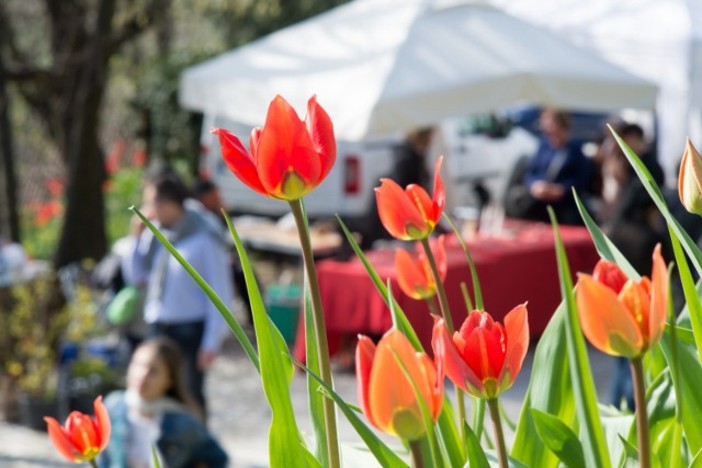 Domenica delle Palme tra fiori, mercatini ed eventi per famiglie in tutta la provincia di Cuneo Domenica delle Palme tra fiori, mercatini ed eventi per famiglie in tutta la provincia di Cuneo
