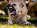 Aggredito da un cane mentre corre, la legge non lascia dubbi: la responsabilità è del padrone Aggredito da un cane mentre corre, la legge non lascia dubbi: la responsabilità è del padrone